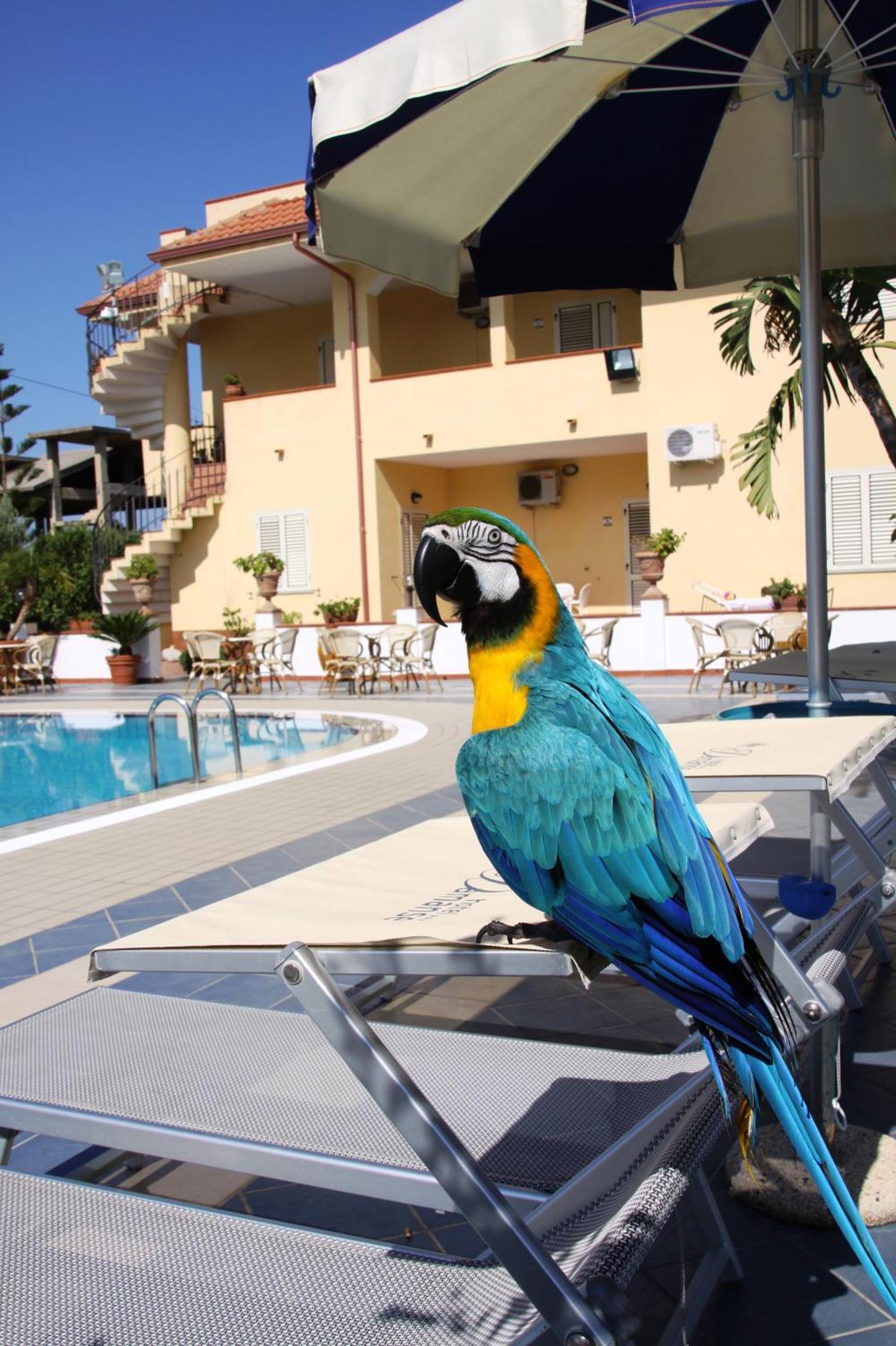 Hotel Damanse Santa Domenica  Kültér fotó